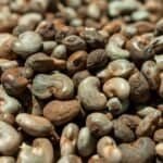 raw cashew nuts